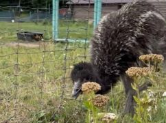 У харківському Екопарку з’явився молодий страус Масік
