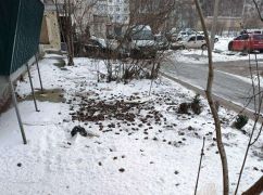 В Полтаве с 8 этажа выбросили на снег более 1,5 тысяч летучих мышей: Животных спасают в Харькове