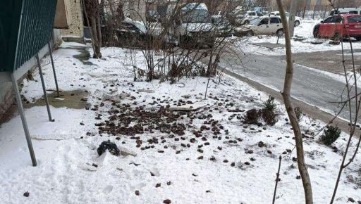 В Полтаве с 8 этажа выбросили на снег более 1,5 тысяч летучих мышей: Животных спасают в Харькове