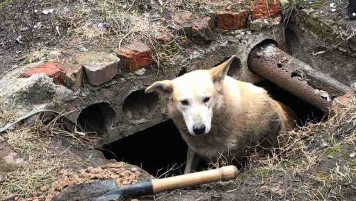 На Харьковщине спасли собаку, которая застряла под бетонной плитой, спасаясь от ракет