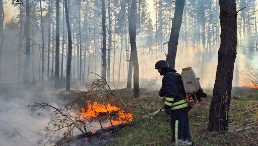 В Харьковской области из-за российского обстрела вспыхнул лес: Кадры с места