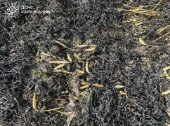 В Харьковской области враг намеренно обстрелял поле спелой пшеницы: Кадры с места