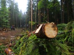 В Харькове мэрия при Добкине отдала участок леса под застройку - прокуратура