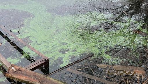 Отруєна вода: На Харківщині масово гине риба