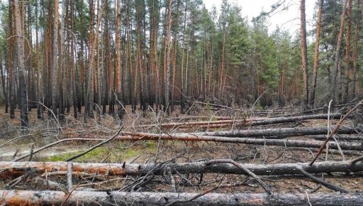 Лесхозы на Харьковщине – на грани коллапса: Тысячи гектаров заминированы, а счета заблокированы