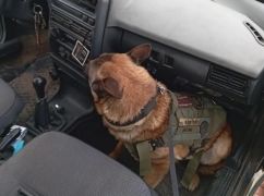 У Харкові службові пси НГУ протягом квітня виявили в автівках тротил, зброю та гранати (ФОТОФАКТ)