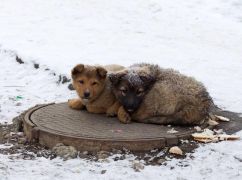 На Харьковщине установят домики для бездомных животных