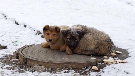 На Харьковщине установят домики для бездомных животных