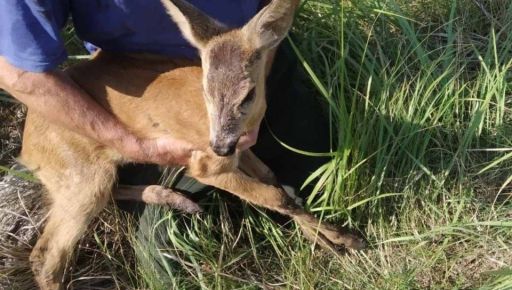 На Харківщині з колодязя врятували дике козеня
