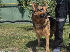 У Харкові шукають дім для вівчара, якого врятували з "будинку жахів”