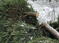 У передмісті Харкова схопили крадія ялинок: встиг спилити понад 50 дерев