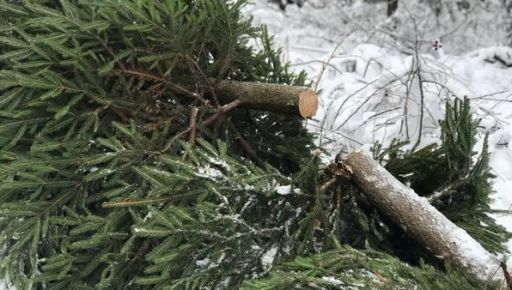 У передмісті Харкова схопили крадія ялинок: встиг спилити понад 50 дерев
