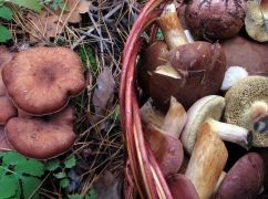 Харьковчанка отравилась грибами