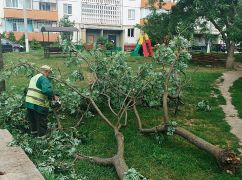 Буревій у Харкові повалив майже пів сотні дерев: фото наслідків