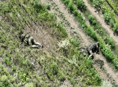 Військові показали кладовище із російських загарбників на Харківщині