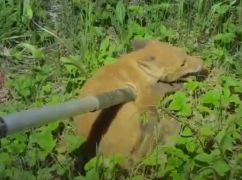 На Харьковщине спасли провалившегося в туалет лисенка