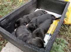 В городке под Харьковом на мусорку выбросили четырех щенков в пакете
