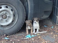 Харківські парамедики врятували двох чотирилапих малюків: кадри з місця