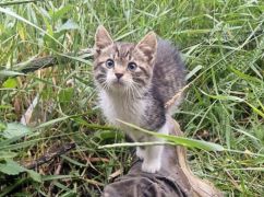Пограничник вывез из Харьковской области боевого кота, который стал членом его семьи