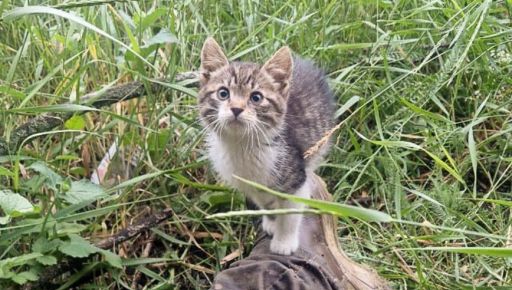 Прикордонник вивіз із Харківщини бойового кота, який став членом його родини