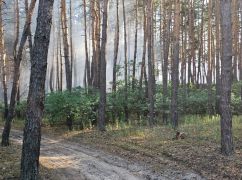 Под Харьковом горел лес: кадры с места