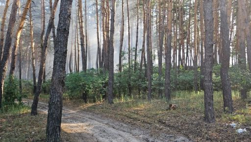 Під Харковом горів ліс: кадри з місця