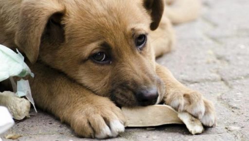 Понад 12 млн грн з бюджету Харкова спрямують на вилов тварин у 2026 році - ХАЦ