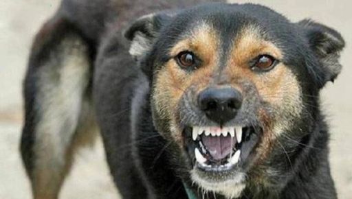 На Змиевщине бешеный пес покусал владелицу