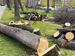 У Харкові чоловік без дозволу попиляв дерева на вулиці (ФОТОФАКТ)