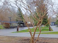 Возле источника в Саржином Яру "заменили" дерево (ФОТОФАКТ)