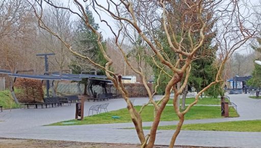 Возле источника в Саржином Яру "заменили" дерево (ФОТОФАКТ)