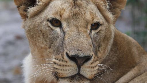 В Африці раптово померла левиця Василина, врятована з Харківщини
