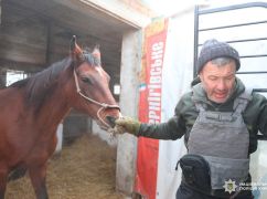 В Харьковской области эвакуируют лошадей, хозяин которых сбежал в РФ