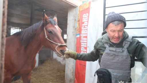На Харківщині евакуюють коней, господар яких втік до РФ