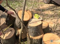 У Куп&rsquo;янському районі виявили чорного лісоруба