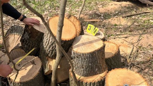 У Куп&rsquo;янському районі виявили чорного лісоруба