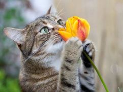 Якої погоди чекати на Харківщині 17 березня: прогноз синоптиків