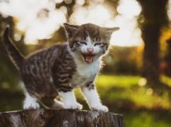 У Харкові скажене кошеня покусало власницю: в одному з районів ввели карантин