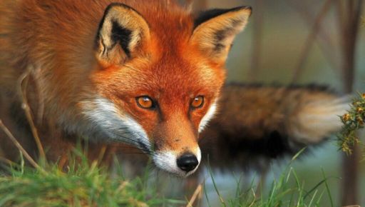 Профілактика сказу: У Зачепилівській громаді дозволили відстріл лисиць
