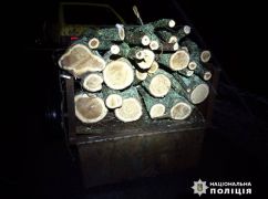На Харківщині чорні лісоруби знищили дерева цінних порід
