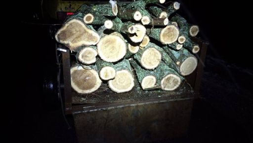 На Харківщині чорні лісоруби знищили дерева цінних порід