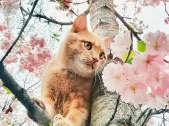 Какая погода будет в Харькове 28 марта: прогноз синоптиков