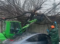 На парковке харьковской больницы старое дерево упало на Tesla (ФОТОФАКТ)