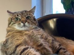 В Instagram харківського кота Степана відбулися дивні зміни: Підписники припускають викрадення