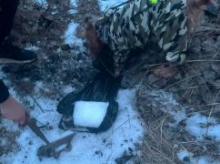 На Харківщини службовий пес знайшов психотропів на $100 тисяч