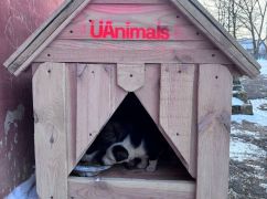 Волонтеры показали, какие домики устанавливают в Харьковской области для бездомных животных