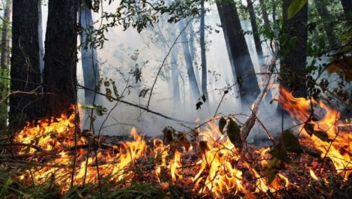 Синоптики попередили про пожежну небезпеку на Харківщині