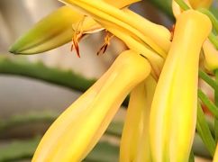 У харківській теплиці зацвіла рідкісне алоє (ФОТОФАКТ)