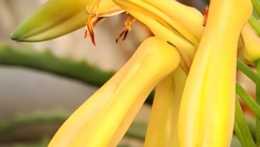 В харьковской теплице зацвело редкое алоэ (ФОТОФАКТ)