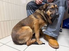 У Харкові врятували молодого собаку з переломом лапи після ДТП